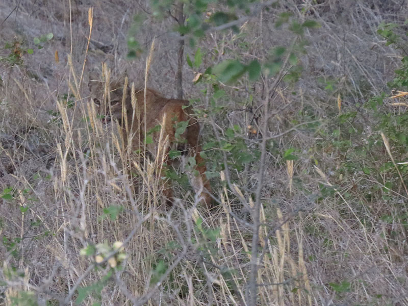 The same Bobcat checking to see if I were following.  I wasn't!