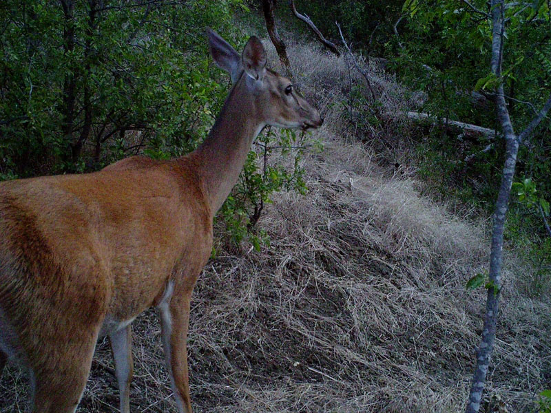 A White-tailed Deer doe.
