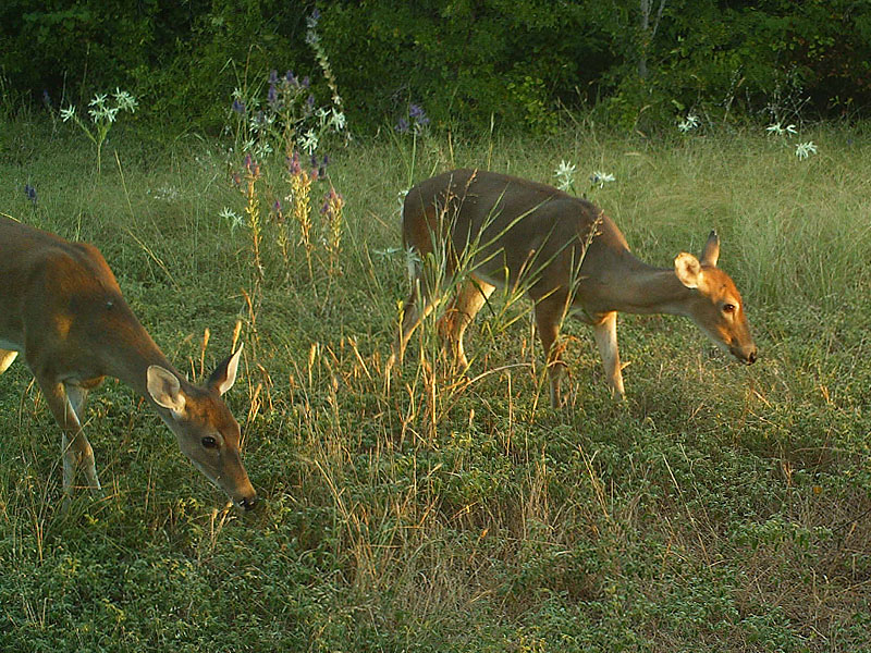 A pair of young deer feeding in the early morning light.
