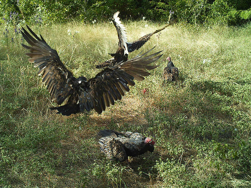 Turkey Vultures bickering over the remains of a carcass.