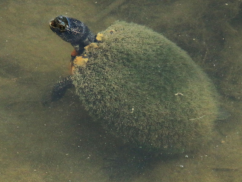 A Red-eared Slider coming up for air.