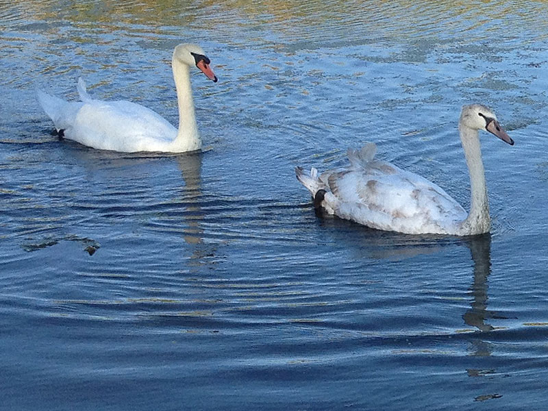 The cygnet with his mother.