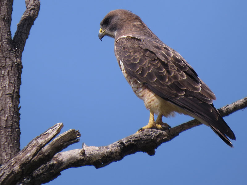 A perched Swainson's Hawk.  Photograph by Nick Jackson.