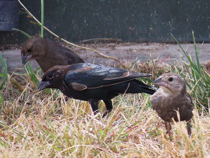 An oddly colored male cowbird with a female and a juvenile.