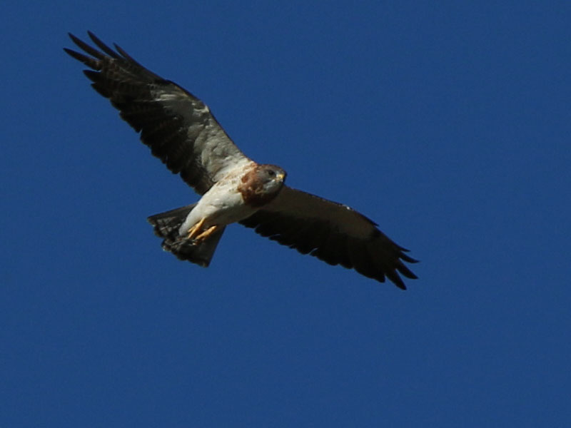 The Swainson's Hawk was focused on hunting.