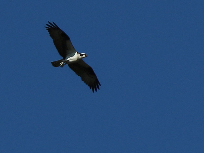 A high flying Osprey.