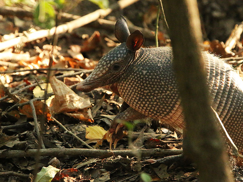 An Armadillo keeping an eye on me from the roadside vegetation.