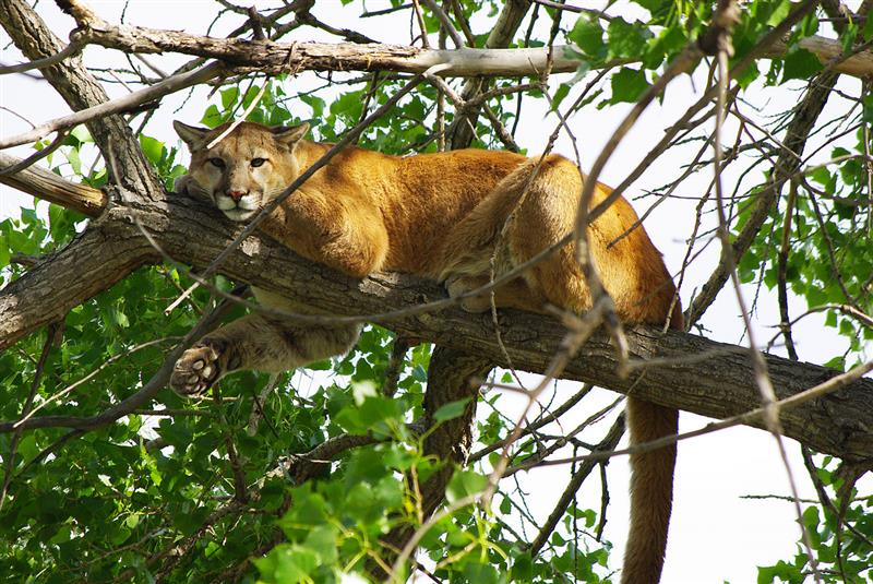 Are There Mountain Lions In The Dallas Fort Worth Area Dfw