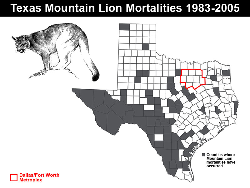 Are There Mountain Lions in The Dallas/Fort Worth Area?