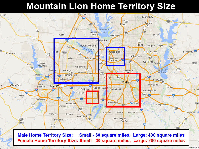 Are There Mountain Lions in The Dallas/Fort Worth Area?