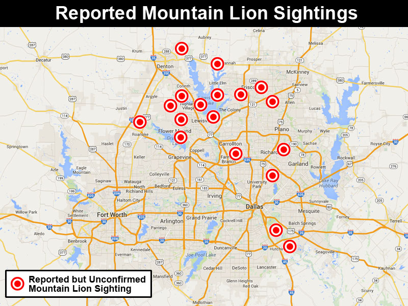 Are There Mountain Lions In The Dallas Fort Worth Area Dfw