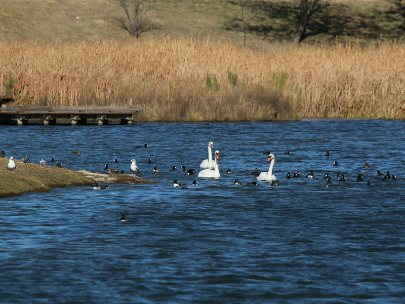 Mute Swans with Winter Ducks