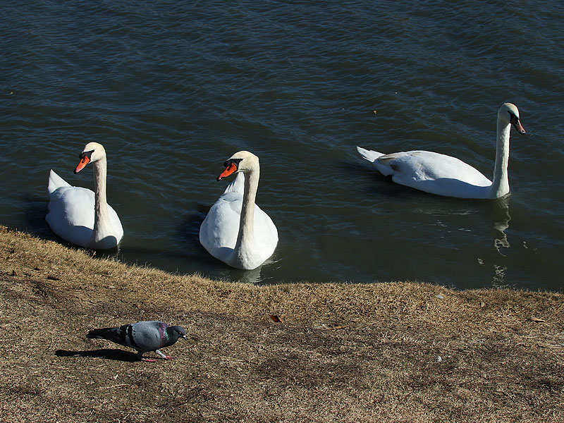 Mute Swans.  Left to right: female, male, and their seven month old juvenile.