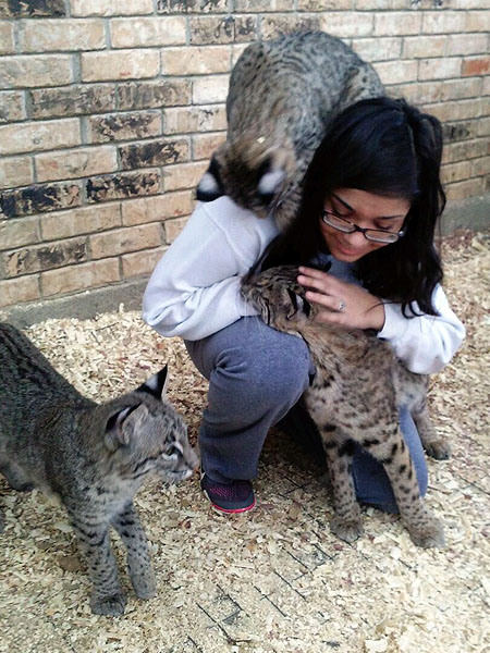 Josey The Orphaned Bobcat Kitten – Update Five