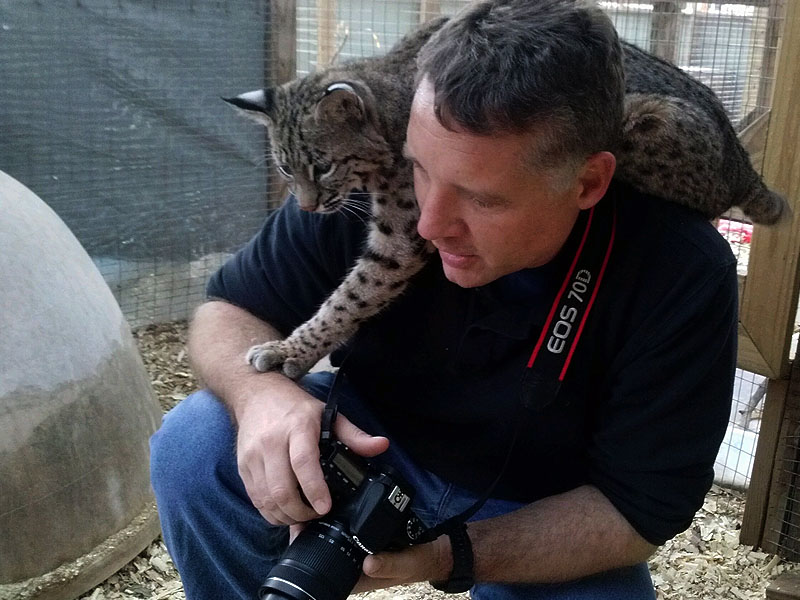 Josey The Orphaned Bobcat Kitten – Update Five