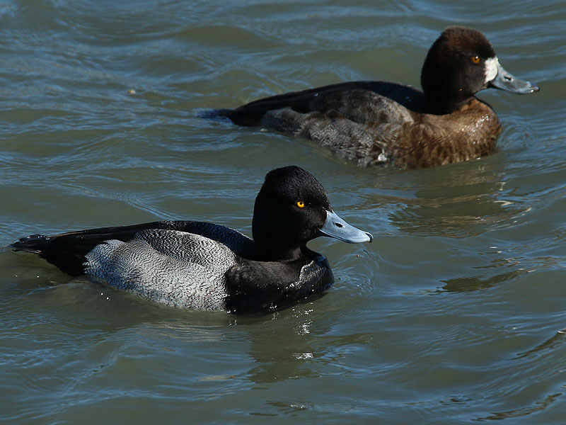 Lesser Scaup - Male Front, Female Back