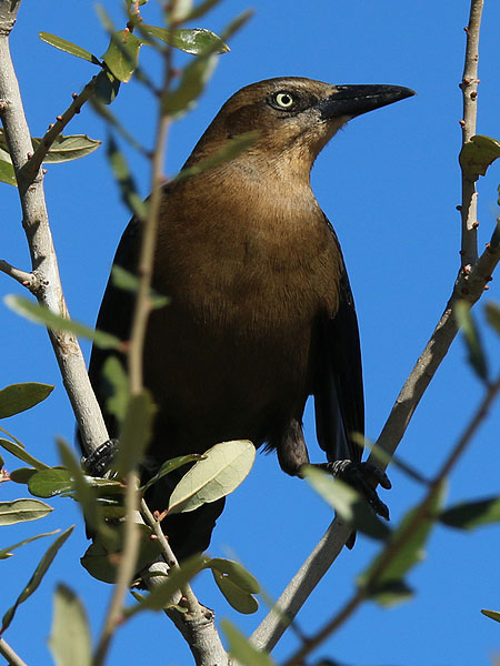 Great-tailed Grackle - Female