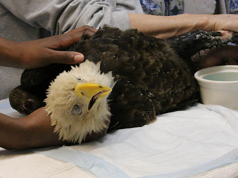 Rehabbing the Bald Eagle