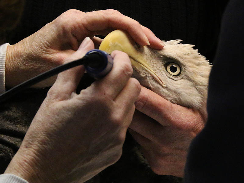 Rehabbing the Bald Eagle