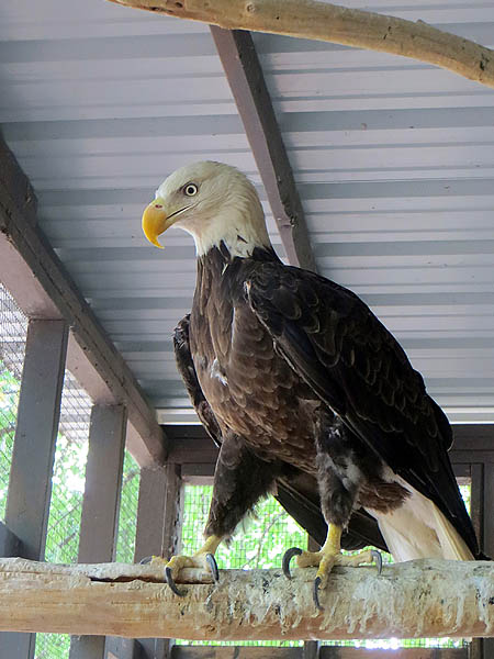 The eagle in his outdoor enclosure - photography by Penny Halstead. 