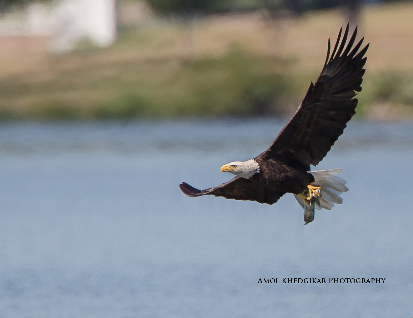 Bald Eagle with fish.  Photograph by Amol Khedgikar
