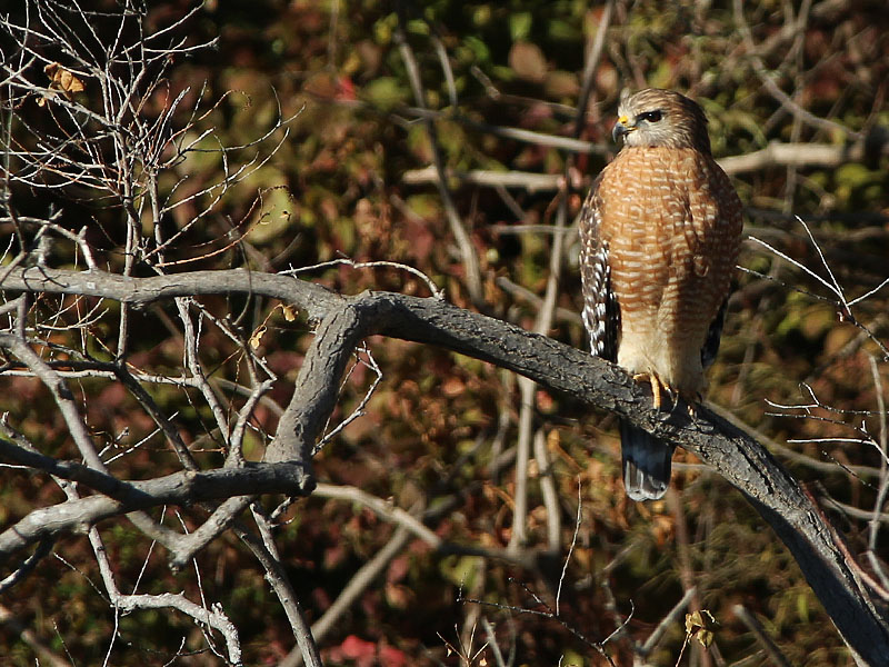 A Red-shouldered Hawk perched below the spillway.
