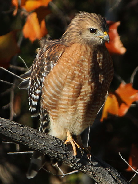 A closer look at the appealing Red-shouldered Hawk.