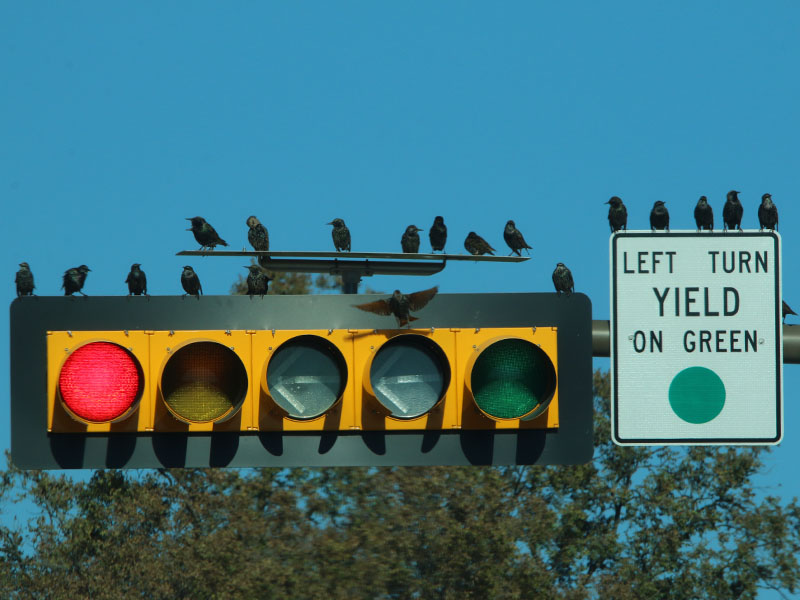 European Starlings on a West Lawther traffic light.
