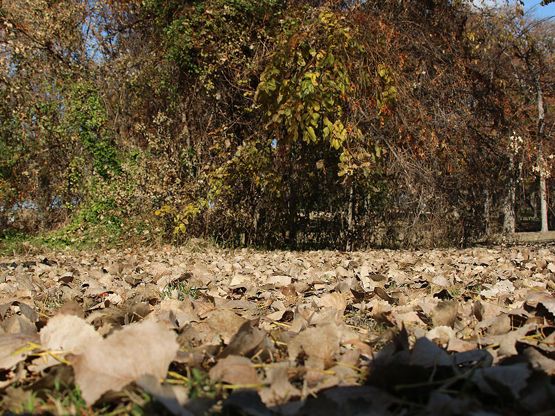 The cottonwoods had just recently dropped their leaves.