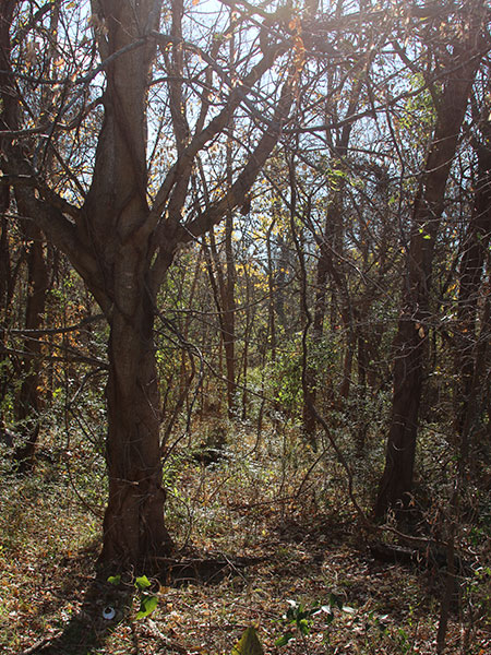The woods near Dixon Branch.