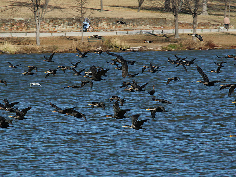 Hundreds of cormorants spooked by a low flying airplane.