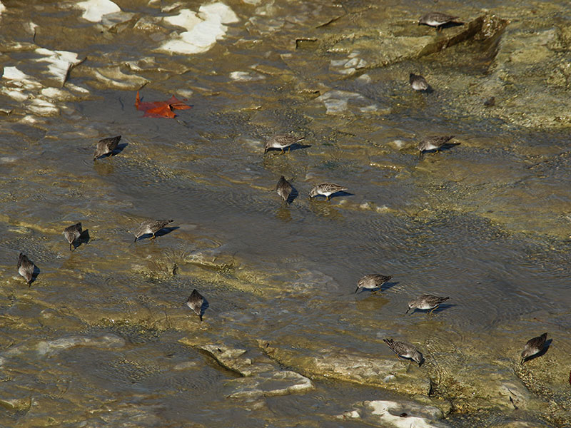 Foraging Least Sandpipers.