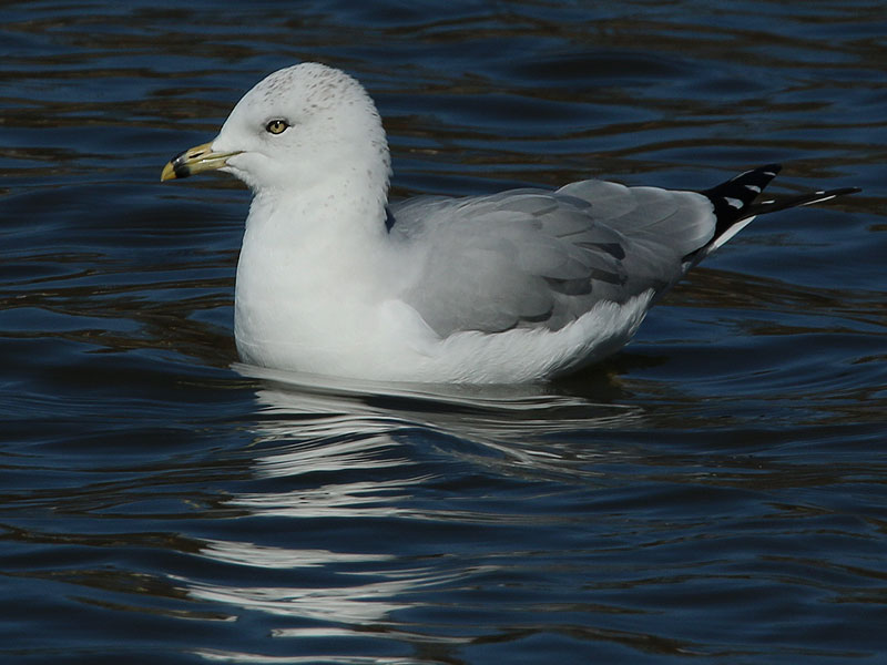 An adult Ring-billed Gull.