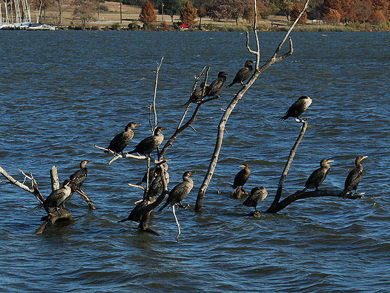 A unique opportunity to observed Neotropic Cormorants and Double-crested Cormorants in close proximity.