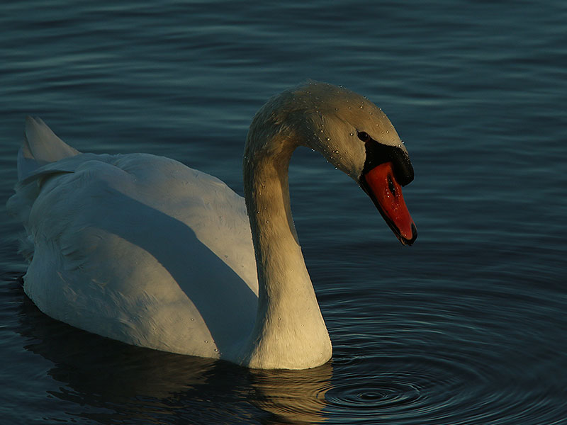 A Mute Swan at Sunset Bay.