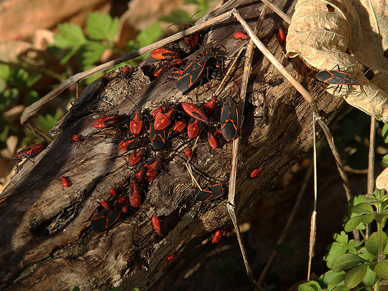 A small part of a much larger Box Elder bug swarm.