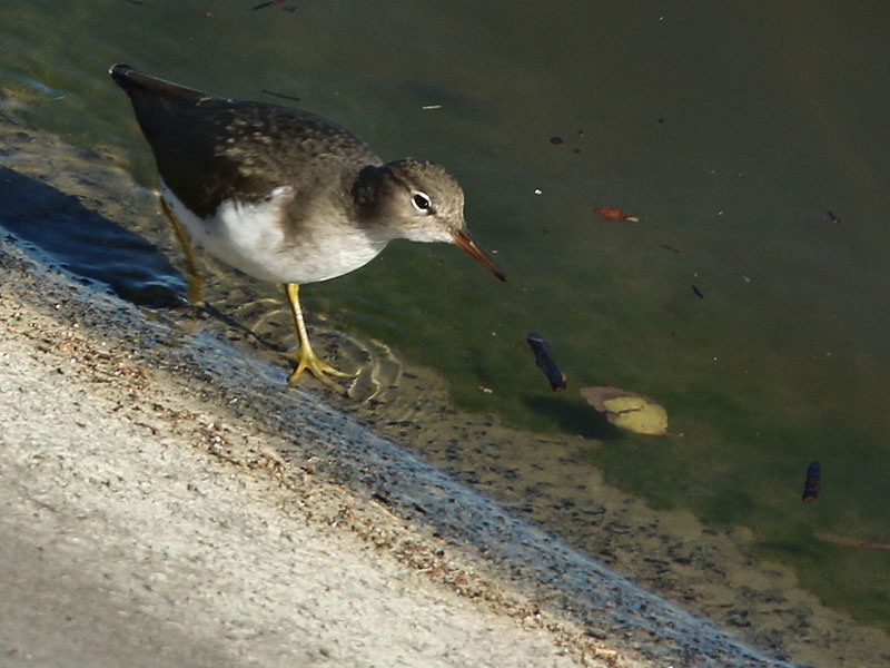 A Spotted Sandpiper on the  dam.