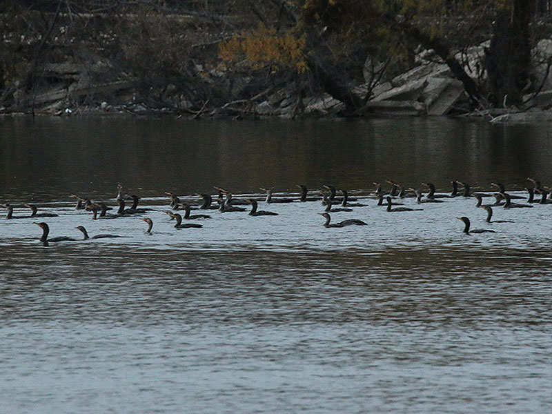 Dozens of Double-crested Cormorants feeding at the mouth of White Rock Creek.