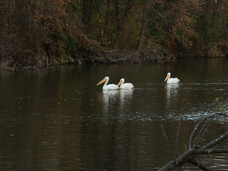 A trio of American White Pelicans.