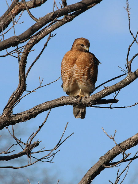 A Red-shouldered Hawk at the spillway.