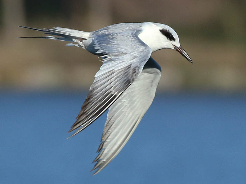 A Forster's Tern flying along the length of the dam.