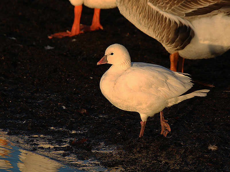 A lone Ross's Goose at Sunset Bay.