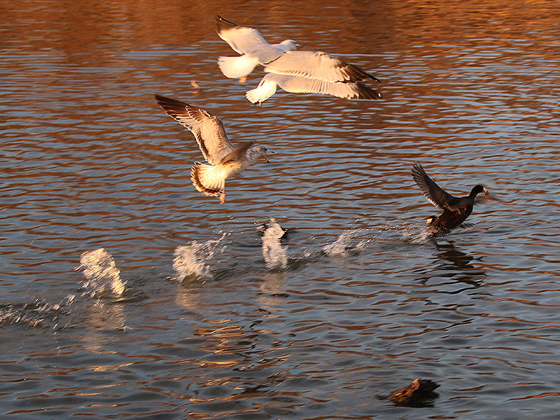 Ring-billed Gulls attempting to steal bread from an American Coot.