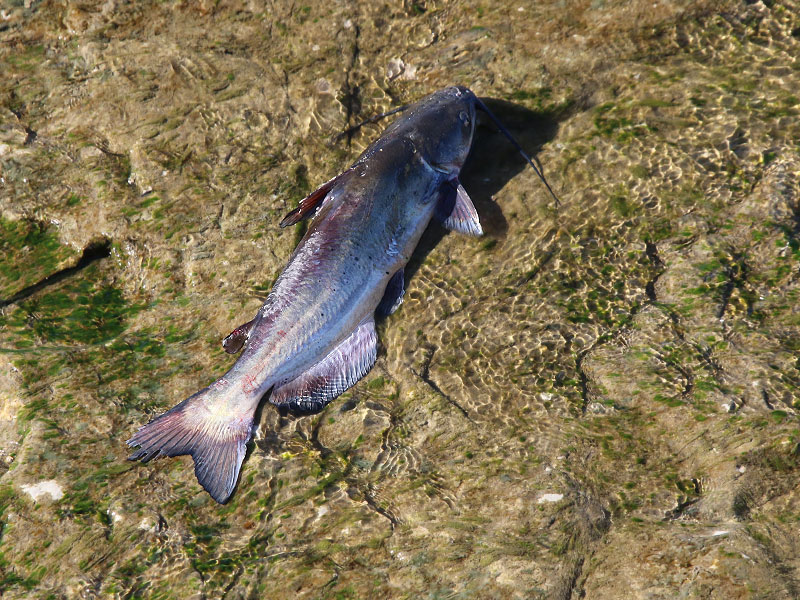 A Channel Catfish stranded in the shallow water just below the dam.