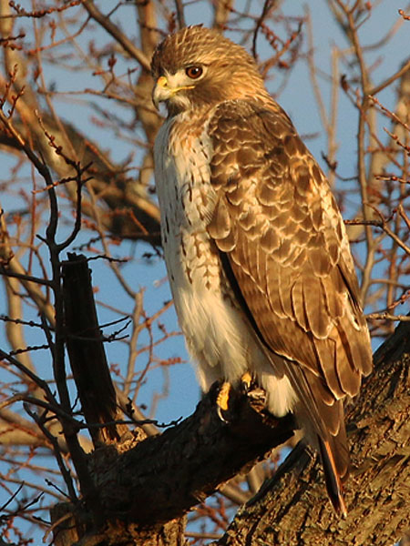 A Red-tailed Hawk hunting the margins near Sunset Bay.
