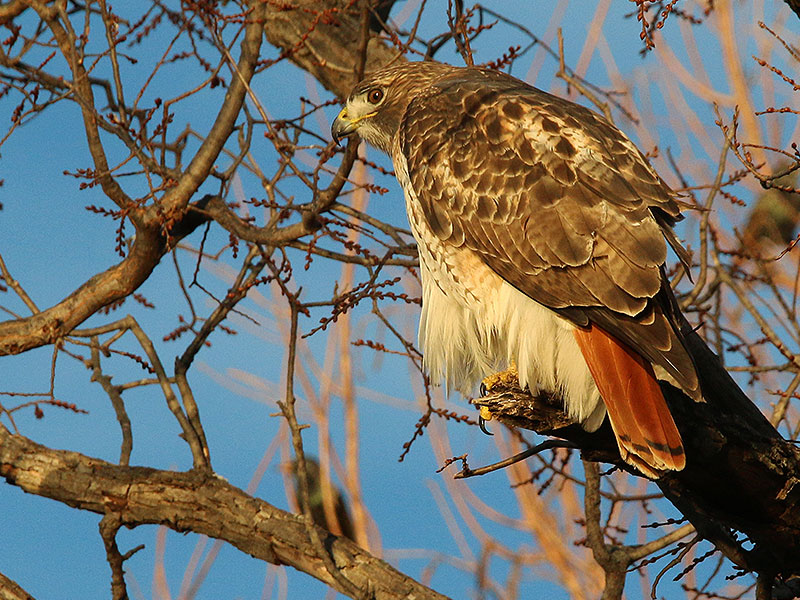 Notice the signature red tail.