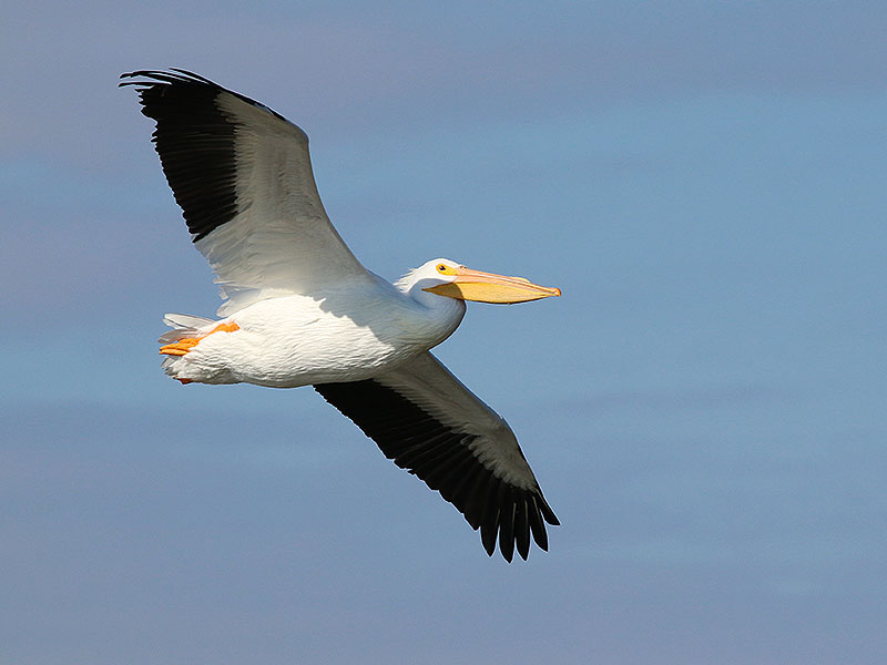 An American White Pelican coming in to land at Sunset Bay.