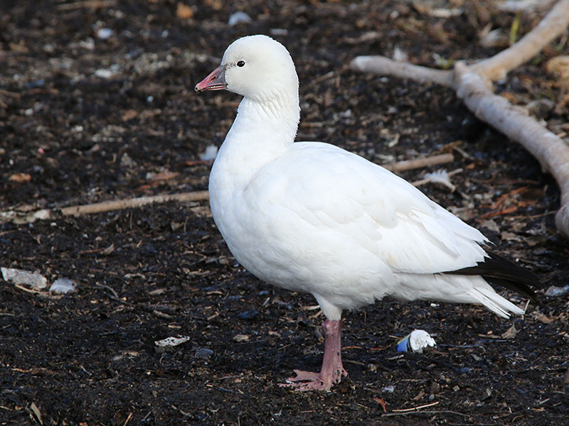 Our friend the Ross's Goose.