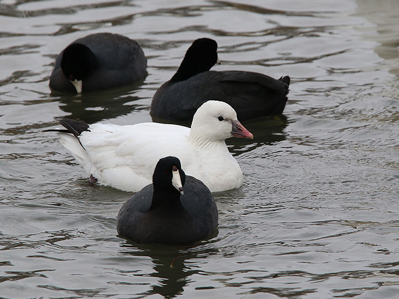 The Ross's Goose is just barely larger than  an American Coot.