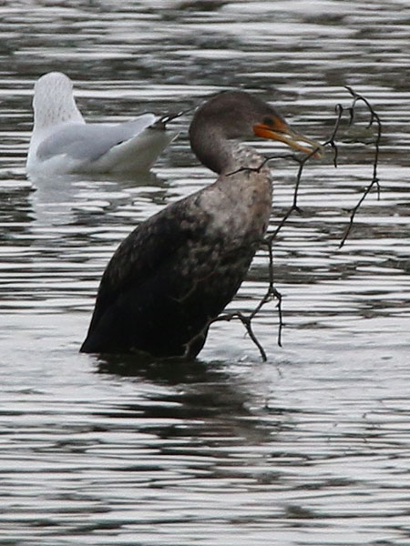 A Double-crested Cormorant carrying a branch or vine.